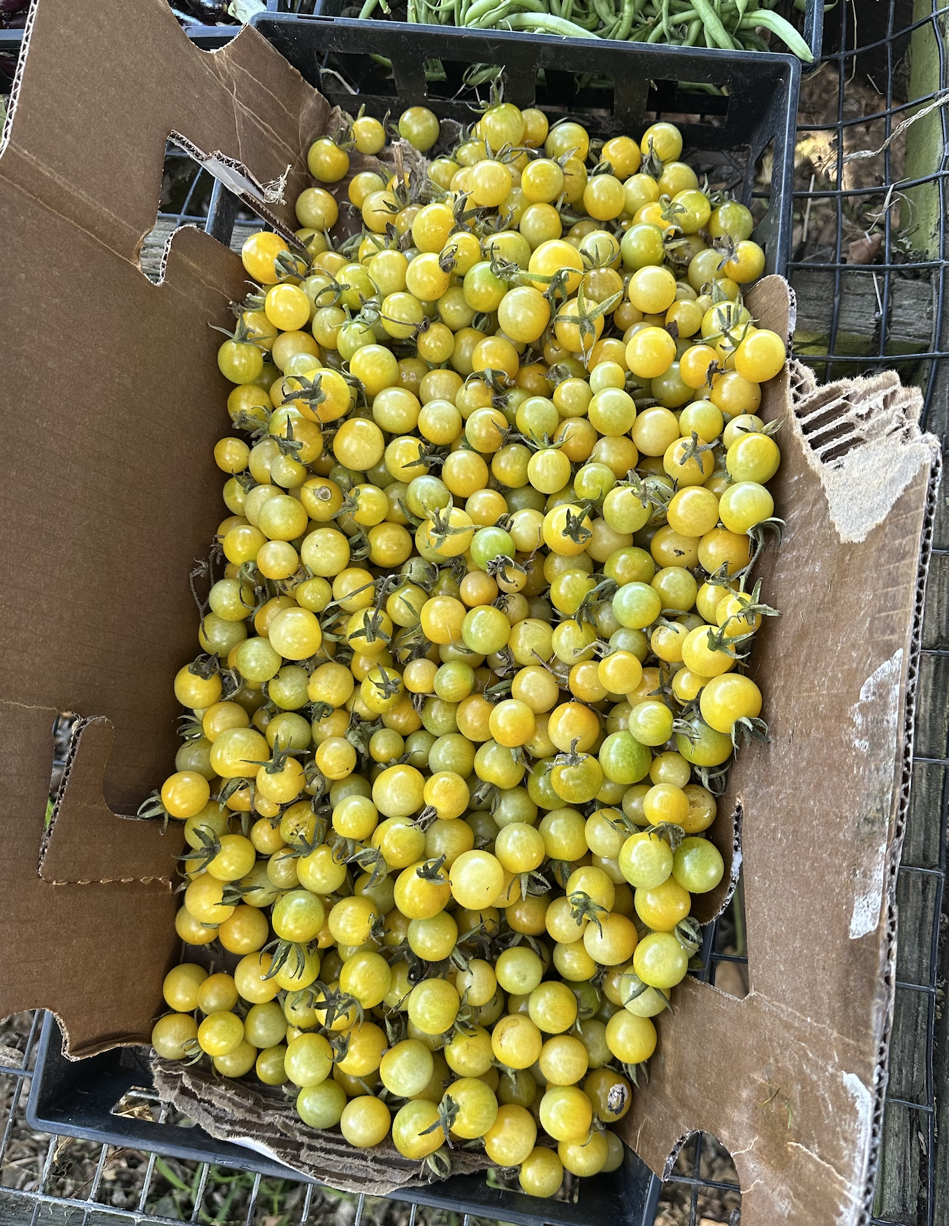 Hand-picked yellow grape tomatoes